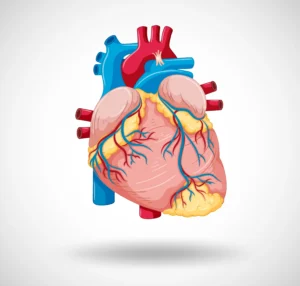 cuore d'atleta anatomia