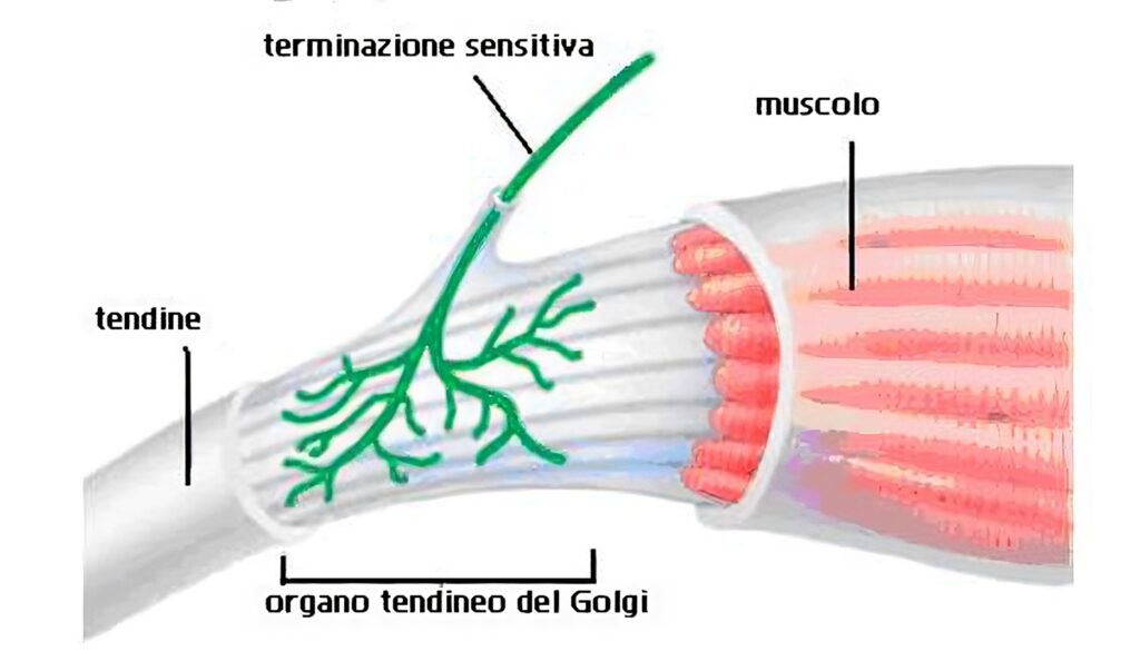 organi tendinei del golgi