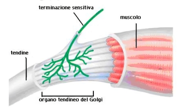 Golgi tendon organs